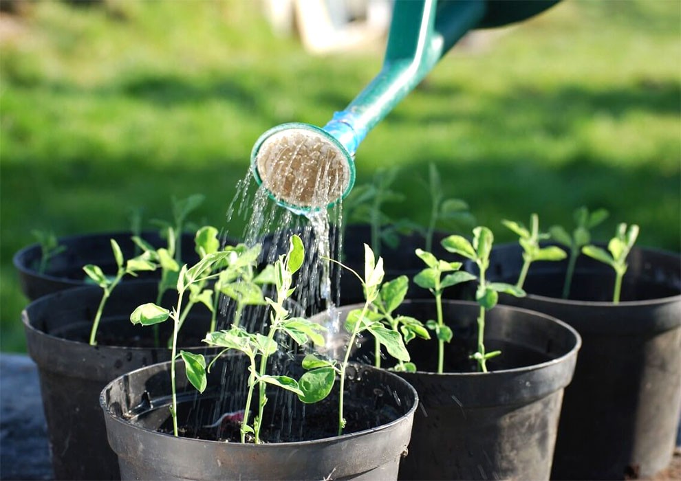 گلیتال - 10 ماده طبیعی برای تقویت خاک گلدان