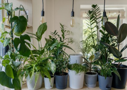 فروشگاه آنلاین گل و گیاه گلیتال | بادوام ترین گیاهان آپارتمانی کدام است؟