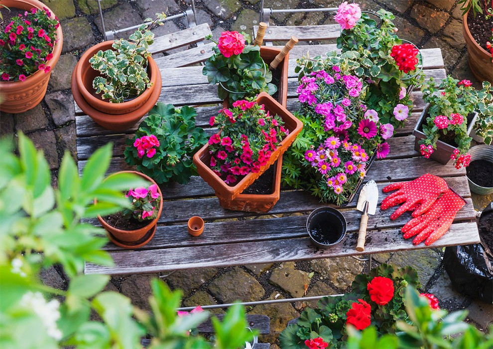 پیاردو - گل مناسب برای باغچه خانه