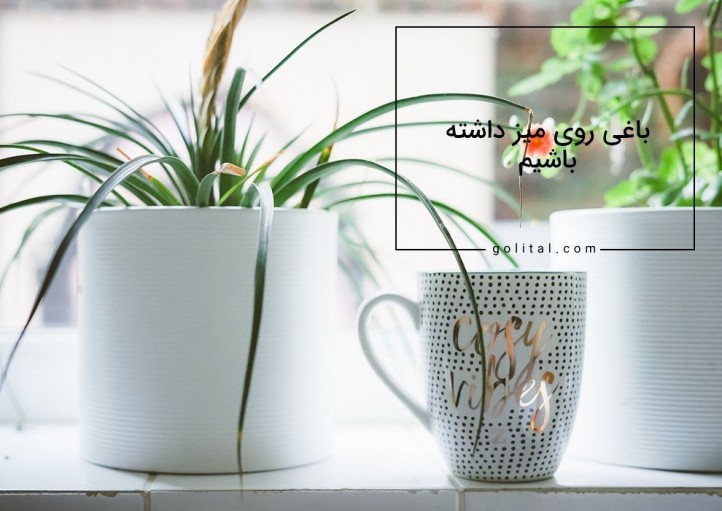 فروشگاه آنلاین گل و گیاه گلیتال | باغی روی میز