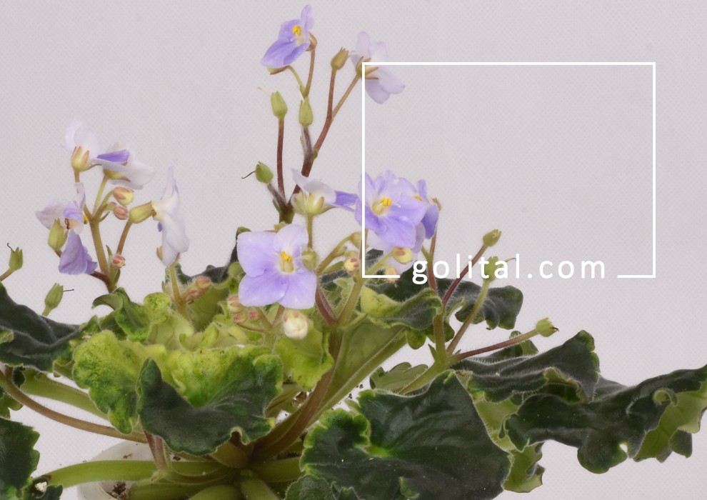 فروشگاه آنلاین گل و گیاه گلیتال | گل مناسب متولدین بهمن‌