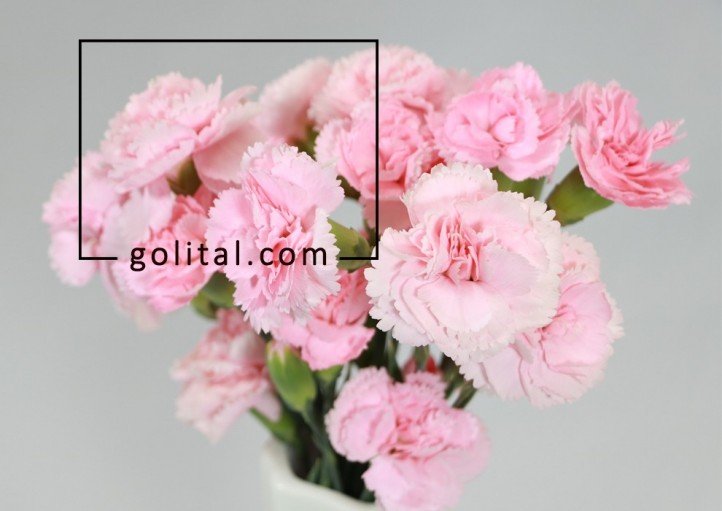 فروشگاه آنلاین گل و گیاه گلیتال | گل مناسب متولدین دی