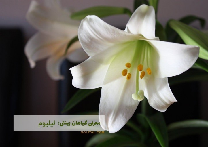 فروشگاه آنلاین گل و گیاه گلیتال | معرفی گیاهان زینتی: «لیلیوم»