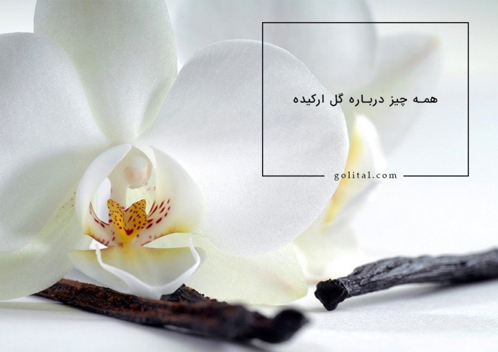 فروشگاه آنلاین گل و گیاه گلیتال | معرفی گیاهان زینتی: «ارکیده»