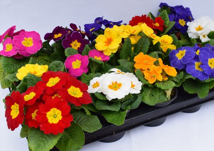 فروشگاه آنلاین گل و گیاه گلیتال | معرفی گیاهان زینتی «پامچال»