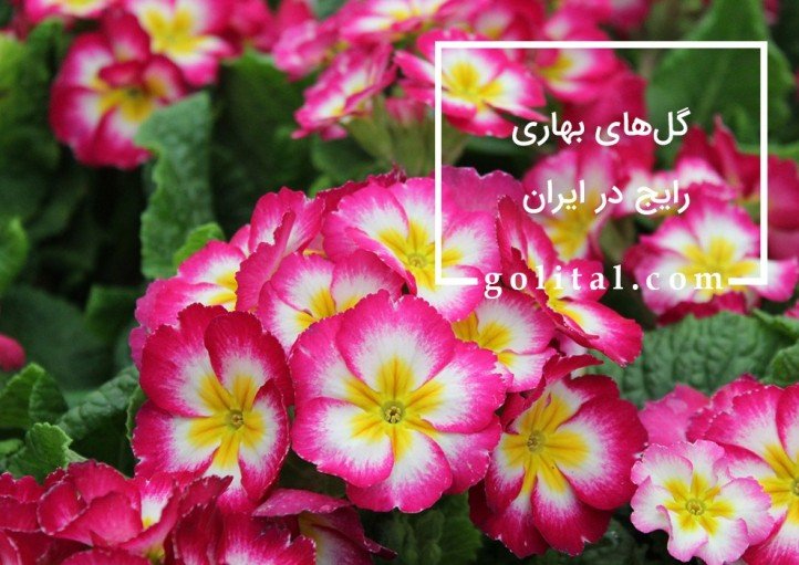فروشگاه آنلاین گل و گیاه گلیتال | گل های بهاری رایج در ایران