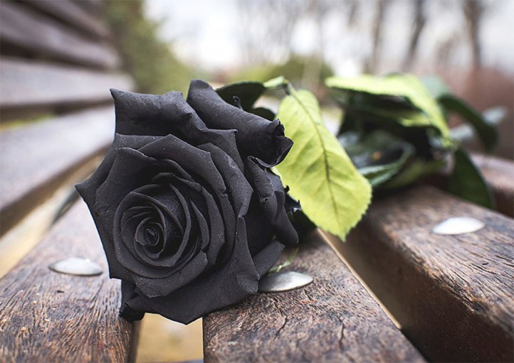 فروشگاه آنلاین گل و گیاه گلیتال | نماد گل رز سیاه