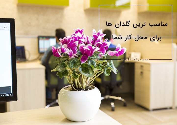 فروشگاه آنلاین گل و گیاه گلیتال | مناسب ترین گلدان‌ها برای خانه و محل کار کدام‌اند؟